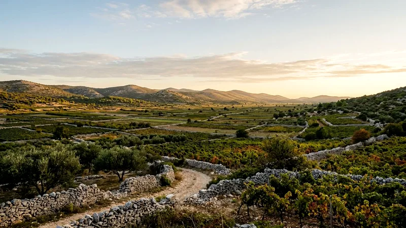 Stari Grad Plain vineyards and olive groves divided by ancient dry-stone walls